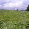 Державне підприємство “Славське лісове господарство” надало допомогу Сколівському району у скошенні борщівника.
